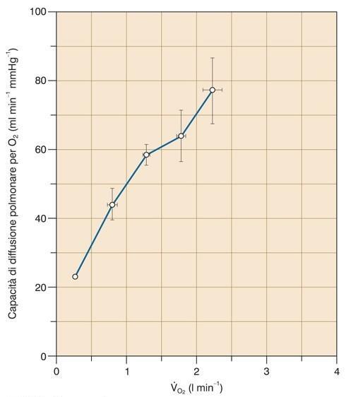 Diffusione dell O 2 durante l esercizio fisico La richiesta di O 2 può aumentare fino a 20 volte Aumenta la GC e si riduce fino a un terzo il tempo di