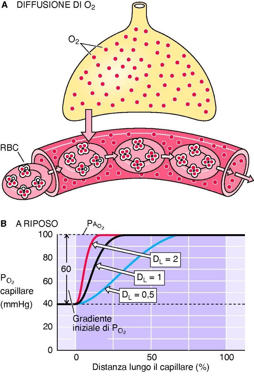 Il trasferimento di O 2 è