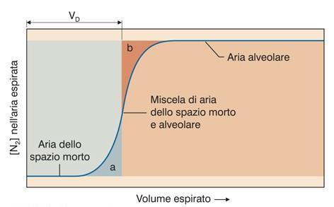 Misura dello spazio morto anatomico e funzionale Spazio morto anatomico (Metodo di Fowler) Inspirazione test (500ml) O 2 100% si misura in maniera continua la concentrazione di N2 nell aria espirata