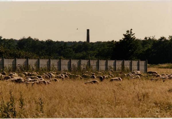 Senago - gregge di pecore al pascolo - parco delle Groane - ciminiera Brunetti, Federico Link risorsa: http://www.lombardiabeniculturali.