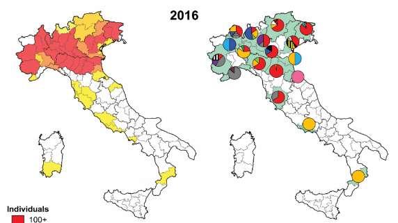 Analisi genetiche e rotte di invasione Cesari et al., 2018. BIOL. INV.
