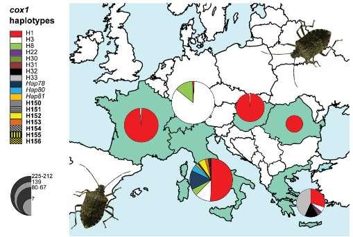 raccolti in Italia, Romania e Grecia Confronto con 1035 esemplari da