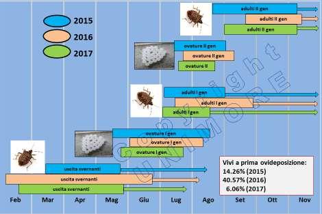H. halys CICLO in Emilia Romagna DUE GENERAZIONI SOVRAPPOSTE/ANNO Tempi di sviluppo, fertilità e mortalità sono strettamente