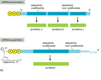 mrna degli eucarioti contengono quasi sempre un solo ORF mrna monocistronico mrna dei procarioti contengono spesso più