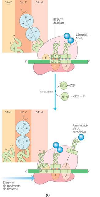 Traslocazione Il ribosoma si sposta di un codone verso l estremità 3 dell mrna usando l energia dal GTP.