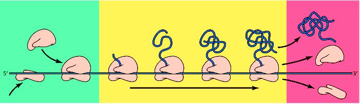 Il processo della traduzione La traduzione viene divisa in genere in tre fasi: inizio, allungamento e termine Inizio Allungamento Termine Il ribosoma si lega all mrna nel codone