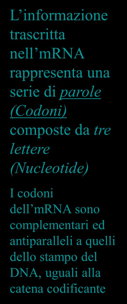 complementari ed antiparalleli a