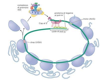 Modello della circolarizzazione dell mrna eucariotico I ribosomi devono essere