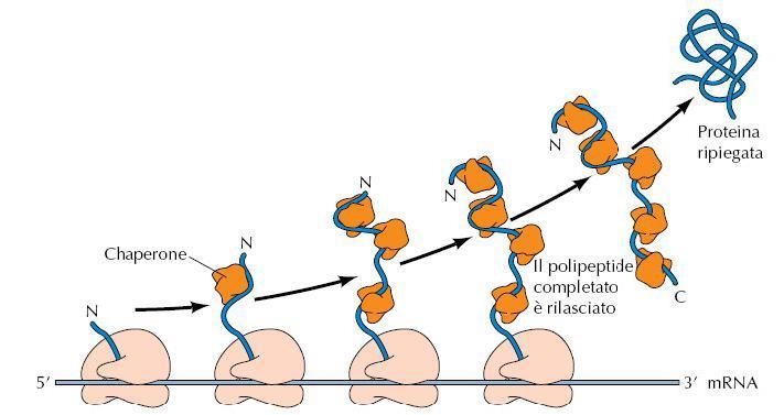 Le catene polipeptidiche assumono spontaneamente, aiutate dal ribosoma, la conformazione tridimensionale, spesso