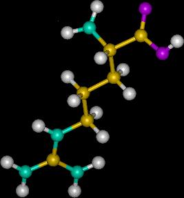 Codoni OH HO P O O CH 2 O N N NH 2 N N Adenine HO O H P O O O N NH CH 2