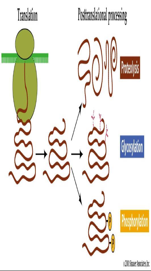 Modificazioni post traduzionali della proteina proteolisi,