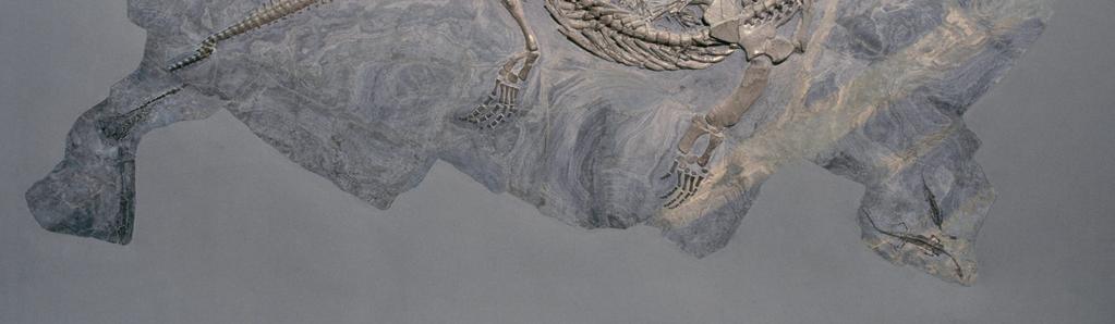 piccoli Neusticosaurus (30-40 cm), di cui il Ceresiosaurus si cibava.