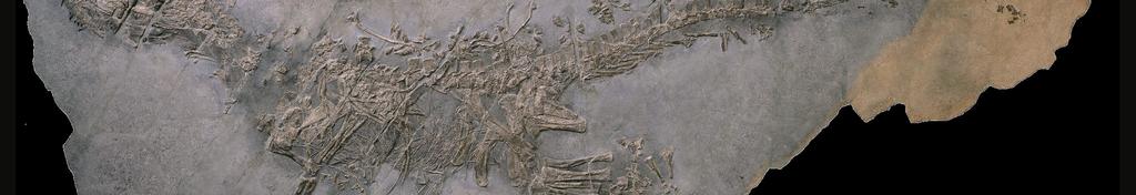 arcosauri (i progenitori dei dinosauri e dei coccodrilli), in grado di correre molto velocemente.