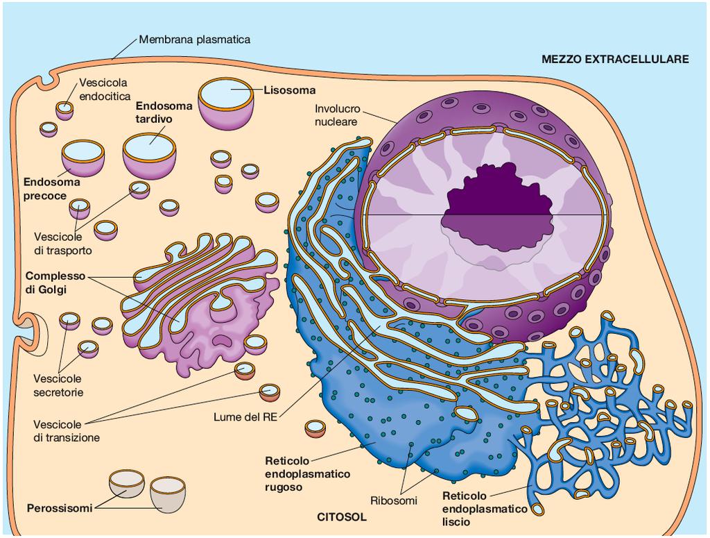 I compartimenti intracellulari e gli organelli citoplasmatici Con lo sviluppo della
