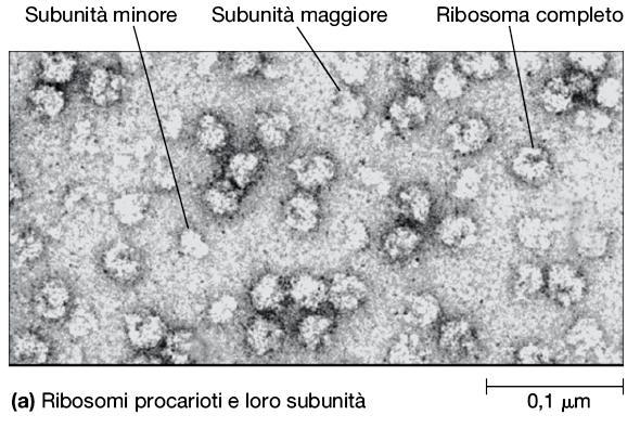 I RIBOSOMI: LE MACCHINE DELLA SINTESI PROTEICA I ribosomi sono costituiti da due subunità