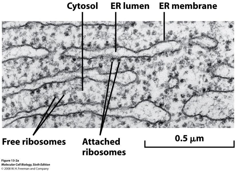 I complessi ribosomi-mrna-proteina nascente possono rimanere liberi nel citoplasma o legarsi