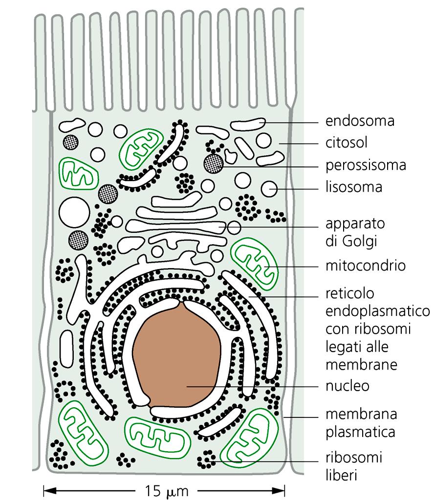 Gli organelli delimitati da membrana in una cellula animale: Compartimento Funzioni principali Cellule dell epitelio intestinale citosol nucleo Reticolo endoplasmatico Apparato di Golgi lisosomi