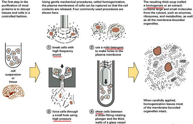 Produzione di un omogenato cellulare Il primo passo per solubilizzare gli organelli consiste nel rompere i tessuti e le cellule in maniera controllata Tramite l omogenizzazione si possono rompere le