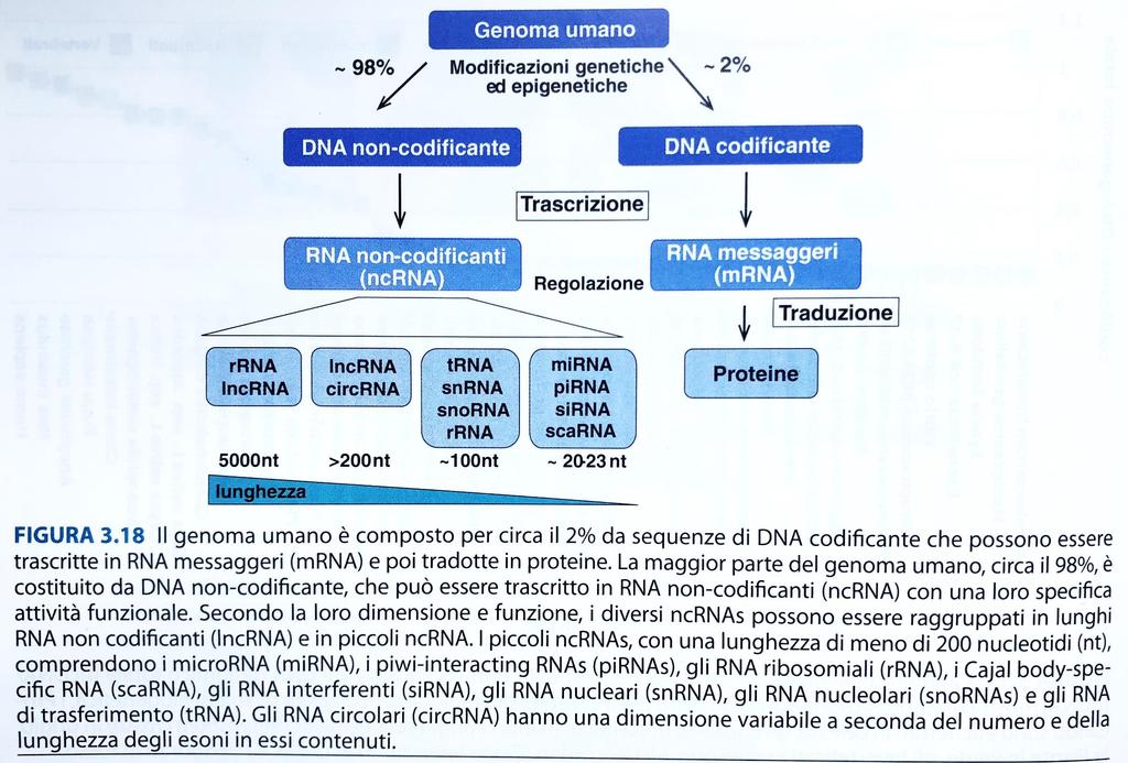 Alcuni RNA non-coding hanno un azione regolativa dell espressione genica