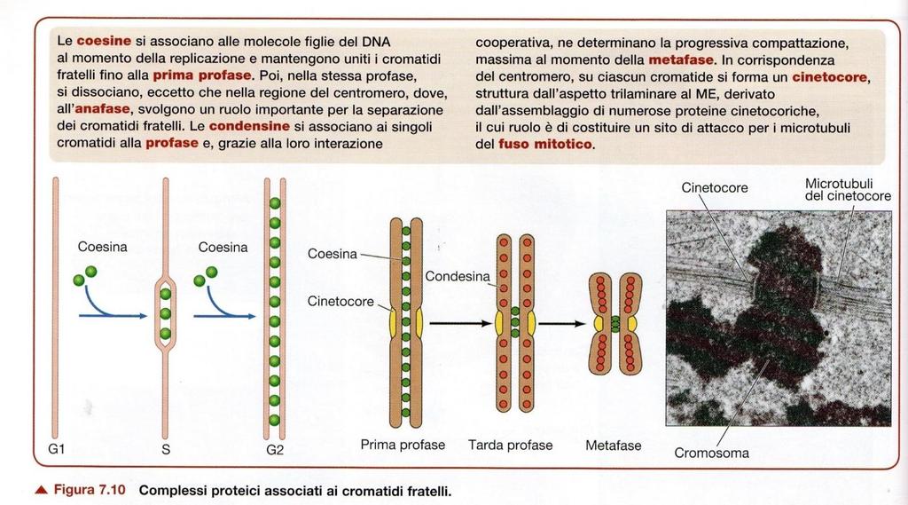 Il centromero contiene DNA altamente ripetuto ed eterocromatico che si associa a proteine che formano un complesso chiamato cinetocore su cui