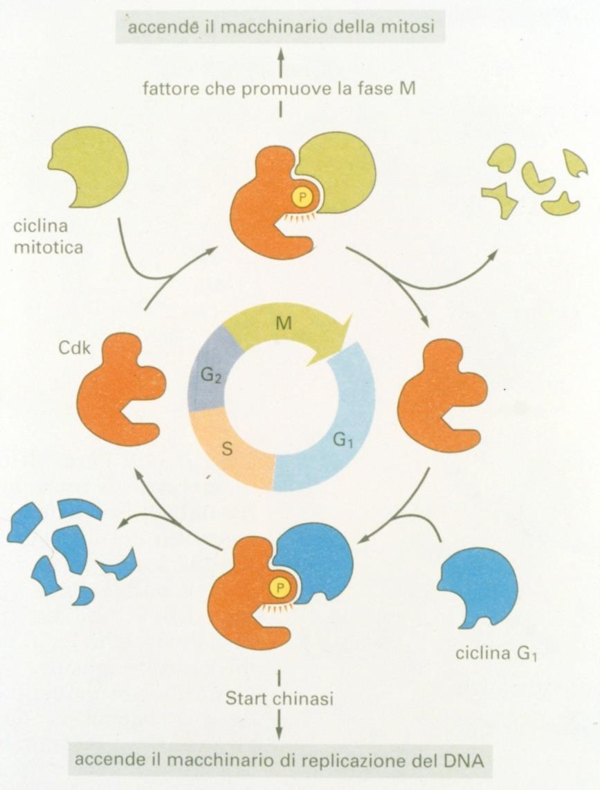 CICLINE E CDK Nelle cellule eucariotiche la progressione attraverso le varie fasi del ciclo cellulare risulta essere finemente regolata dalle chinasi ciclina-dipendenti o CDK (Cyclin-dependent