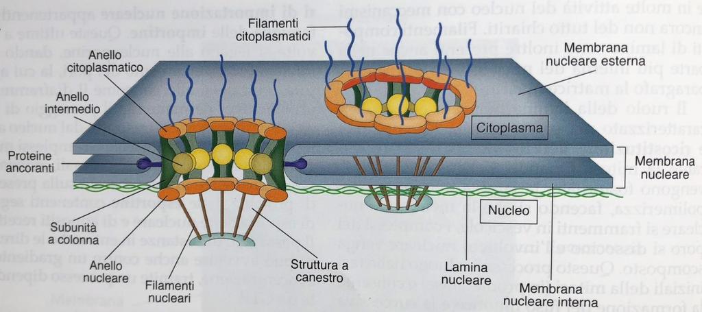 Il complesso del poro è una struttura dinamica costituita da circa 30 proteine diverse chiamate nucleoporine disposte in gran parte in simmetria ottagonale diametro 120 nm.