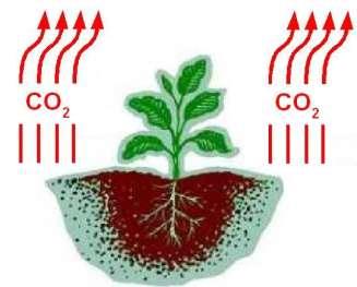 Il suolo si comporta come un sistema respiratorio che consuma O 2 e libera CO 2.