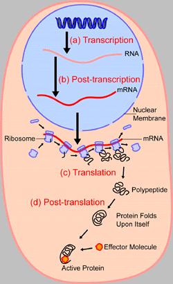 Livelli di controllo sulla espressione genica 1.pre-trascrizionale o cromatinico gene scelto trascritto primario di RNA (HnRNA) proteina proteina attiva o inattiva 2. trascrizionale 3.
