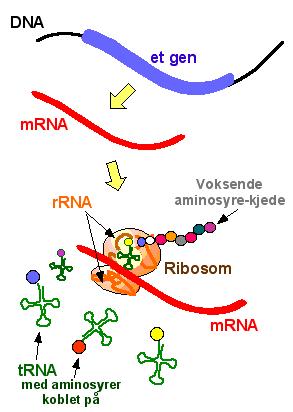 Trascrizione: il processo biochimico nel quale l informazione genetica contenuta nel viene trascritta cioè copiata in una sequenza di RNA in base al principio della complementarietà delle basi è un