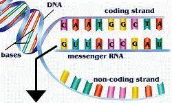basi Complementarietà delle basi filamento non-senso serve da stampo filamento senso Entrambi i due filamenti del possono costituire stampo per la sintesi dell RNA!