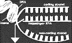 stampo di 1 nucleotide Enzima: RNA polimerasi Trascrizione: lo stampo di è letto da a, l RNA è sintetizzato da a 2 nucleotide Uscita del pirofosfato Formazione legame fosfodiesterico 1 nucleotide