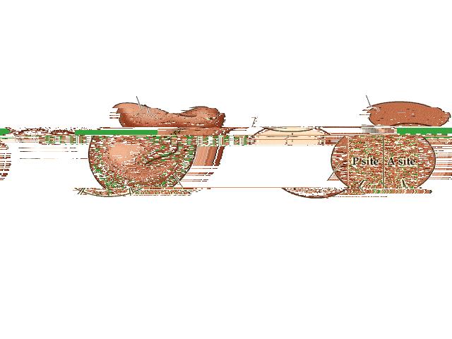 Caratteristiche del codice genetico il codice è ridondante il codice non è ambiguo il codice non ha punteggiatura ovvero interruzioni il codice è letto senza sovrapposizioni per interpretarlo è