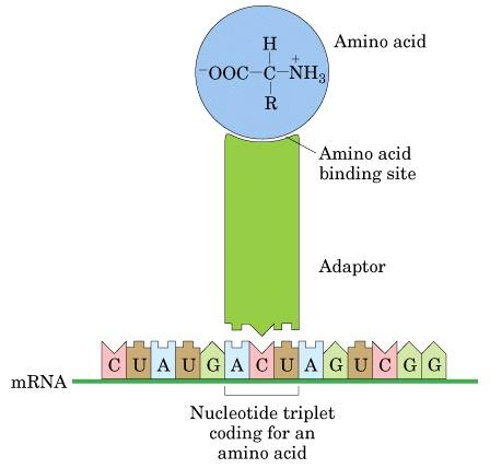 Inizio sintesi proteica Met Met Ser Riconoscimento codone-anticodone aminoacido AUG Allungamento sintesi proteica ANTICODONE Met-Ser Pro