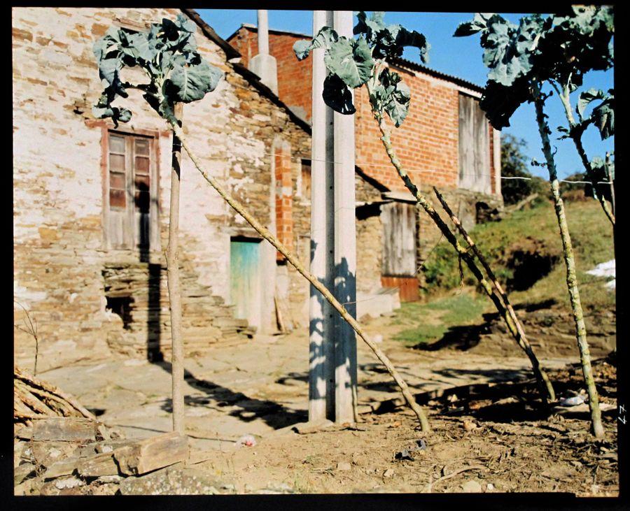 Guido Guidi (Cesena, 1937) Spagna Agosto 1995 Stampa cromogenica a contatto su carta Kodak lucida cm 20 x 24,5 immagine cm 23,5 x 30 foglio Vintage Al verso