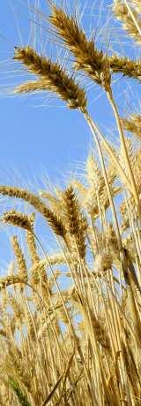 ANB COOP Anche per L IGC (International Grain Council) i raccolti dei cereali sono abbondanti L ultimo aggiornamento IGC ha