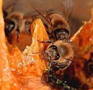 Propoli È una sostanza resinosa che l ape raccoglie dalle gemme di alcune piante. È di colore solitamente scuro, vischiosa a caldo, di sapore in genere aspro, di aroma molto marcato e gradevole.