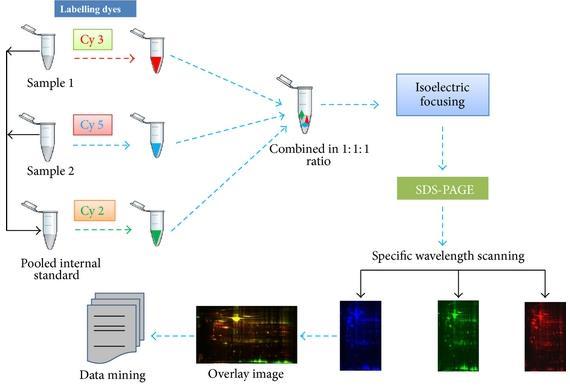 Approccio allo studio della PROTEOMICA DIFFERENZIALE: 2D-Differential In Gel Electrophoresis (2D-DIGE) 1.