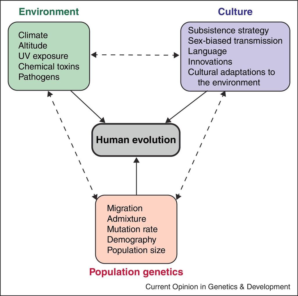 Genetic, environmental, and cultural factors are capable of influencing one another (dashed