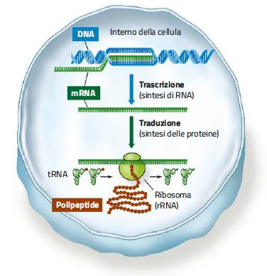 4. Dai geni alle proteine: trascrizione e traduzione /2 La trascrizione è il processo che permette di produrre una copia della sequenza di basi del gene,