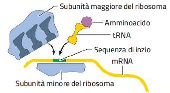 7. Le tappe della traduzione /2 La traduzione avviene nei ribosomi, composti da una subunità minore a cui si lega