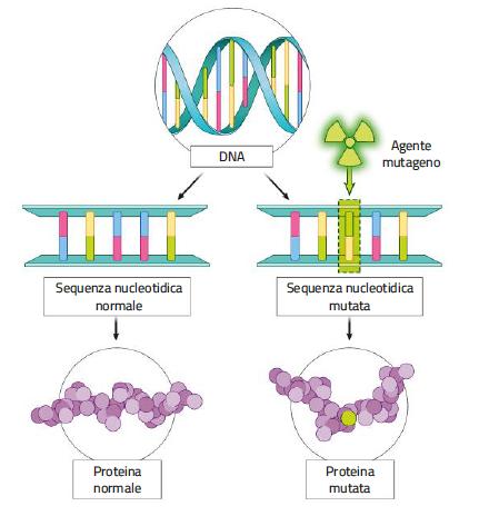 8. L alterazione del DNA: le mutazioni Una mutazione è un alterazione permanente del DNA che riguarda la sequenza di basi di uno o più geni oppure la composizione del