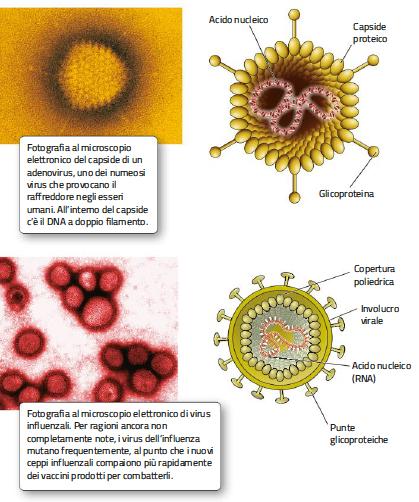 9. I virus, parassiti della cellula Un virus è un entità costituita solo di proteine e acidi nucleici che può riprodursi soltanto all interno di