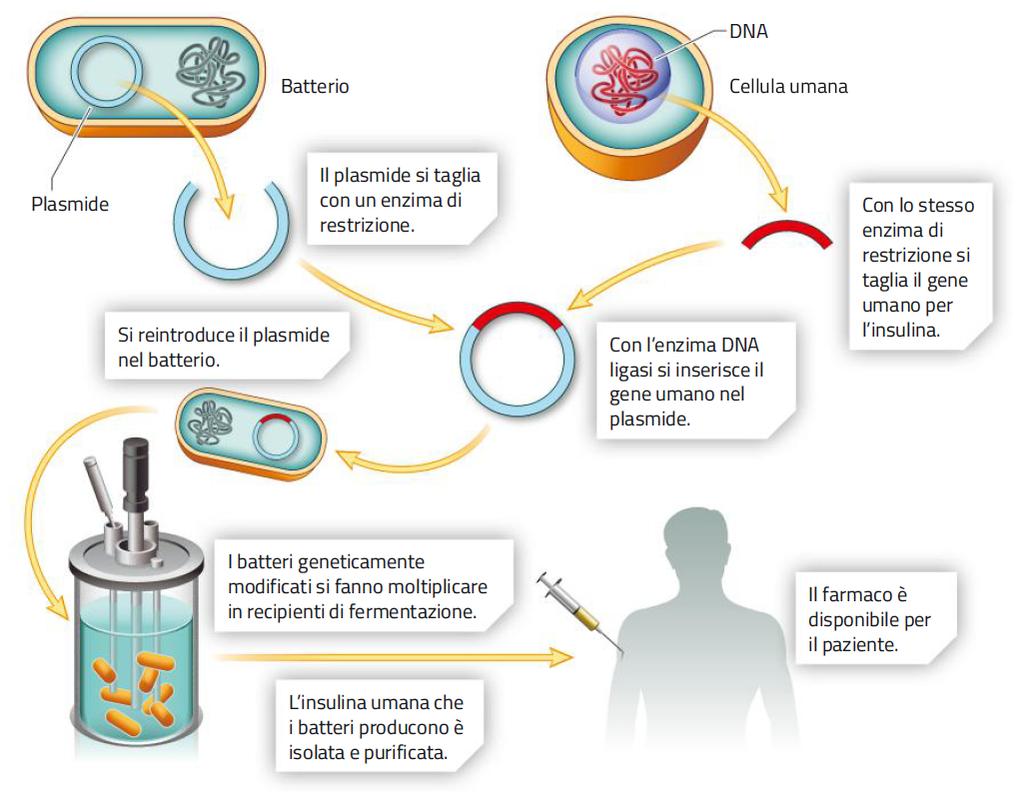 12. Produrre farmaci nelle cellule GM I batteri geneticamente modificati ottenuti con le tecnologie del DNA ricombinante