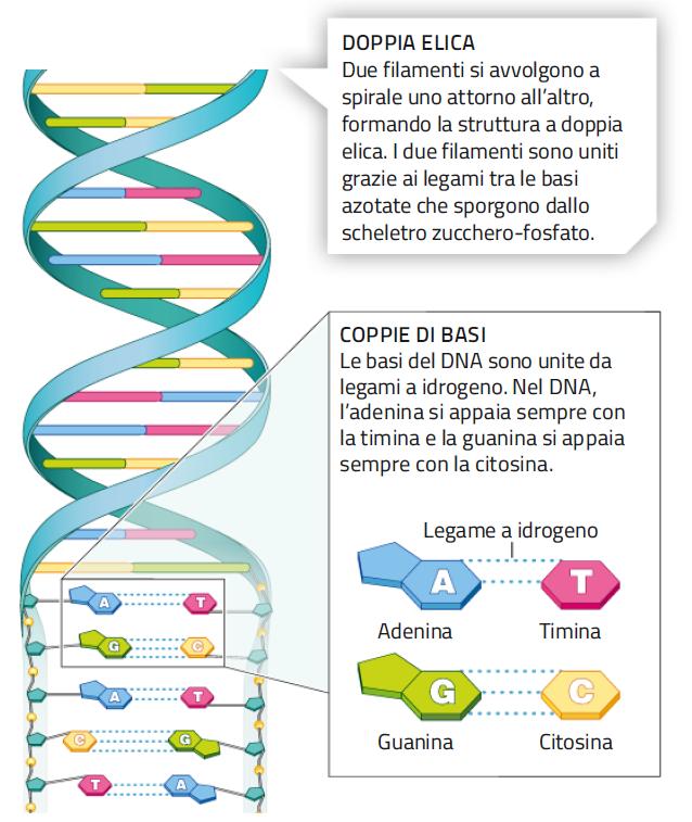 2. La struttura della molecola del DNA /1 Il DNA ha una struttura a doppia elica formata da due lunghi filamenti di nucleotidi