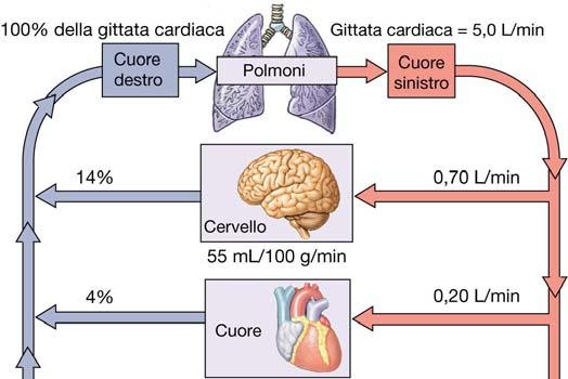 Attività fisica