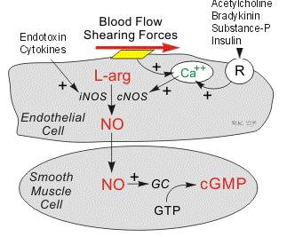 iperpolarizzazione della membrana c) stimolando una fosfatasi cgmp-dipendente, che