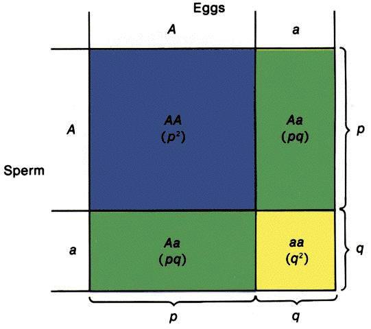 Legge di Hardy-Weinberg Relazione tra le frequenze alleliche e genotipiche in una popolazione Consideriamo un pool contenente tutti i possibile gameti di una popolazione incrocio casuale = le coppie