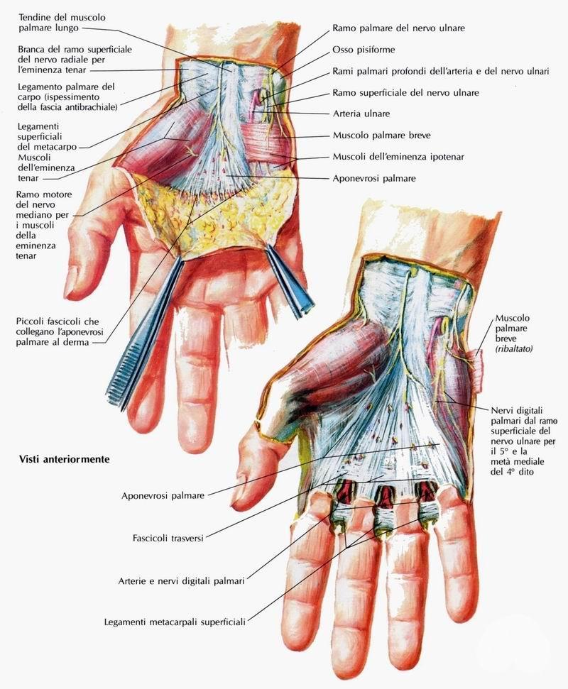 Palmare breve (Palmaris brevis) Origine: Bordo ulnare dell