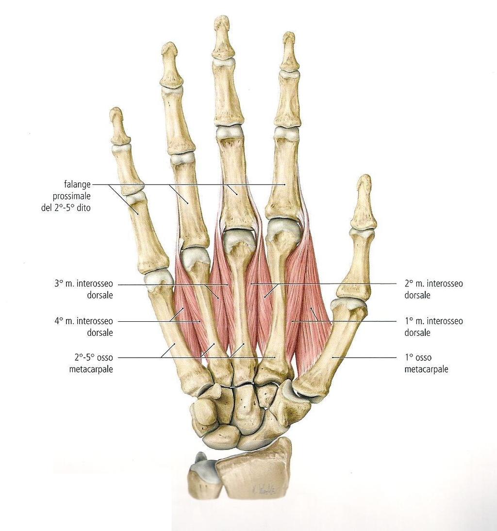 Origine: Con due capi facce adiacenti dei 5 metacarpi Inserzione: Espansione digitale dorsale dal 2 al 4 dito 1 interosseo: faccia radiale della base della falange prossimale del 2 dito 2 interosseo: