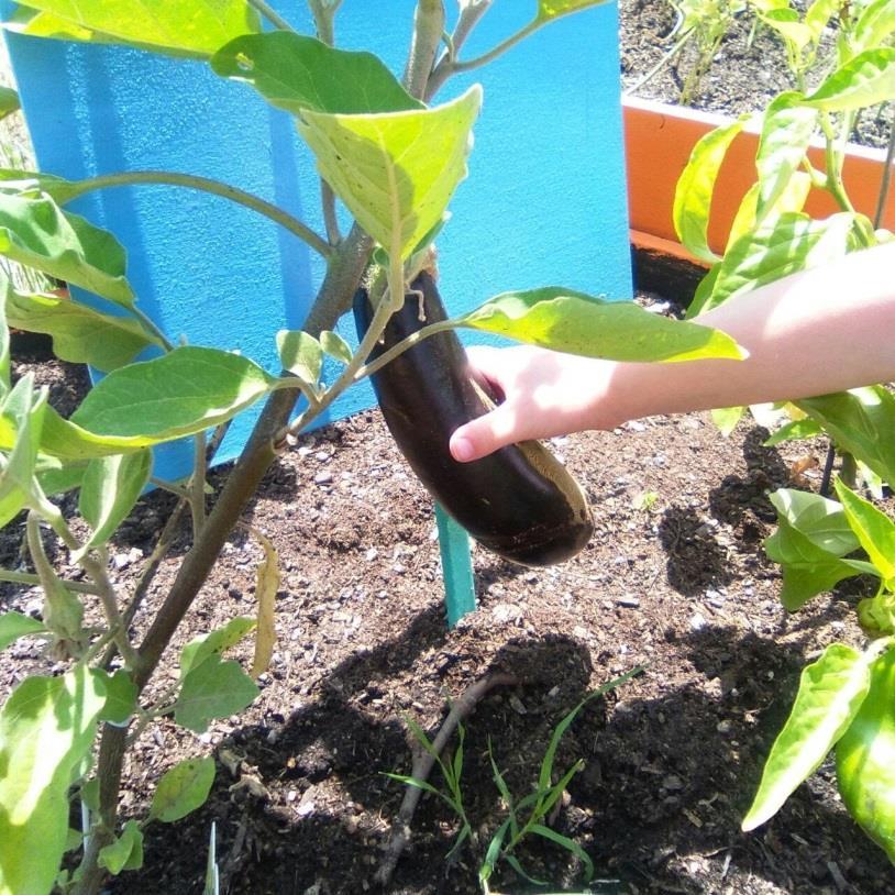 Spesso, essendo il giardino, uno spazio condiviso con la scuola primaria, sono nate collaborazioni spontanee come quella in cui i bambini grandi hanno premurosamente aiutato i piccoli a riempire